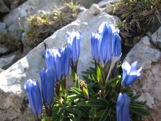 Klik za večjo sliko